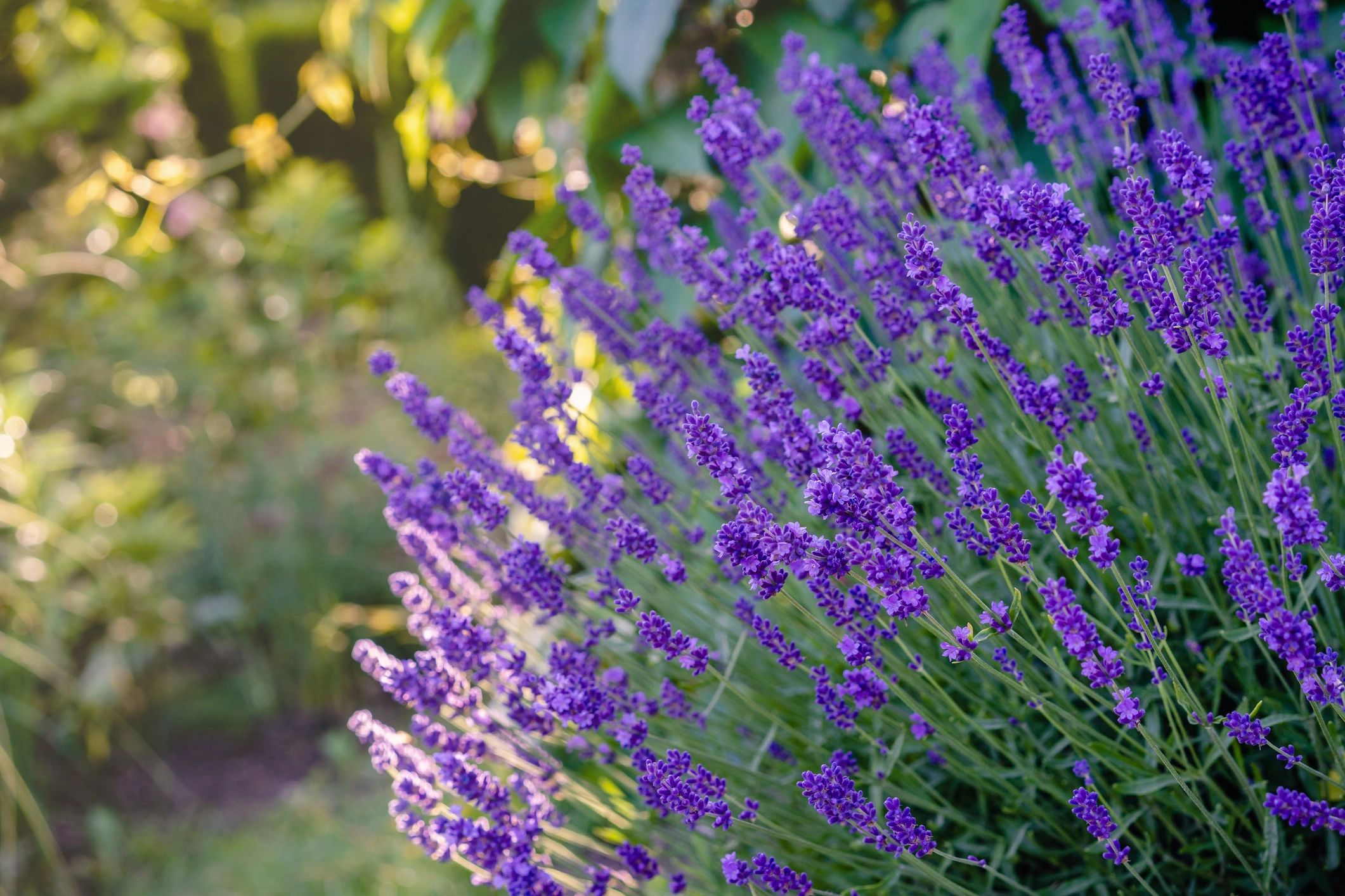 Lavender flowers glowing at sunset in a home garden
