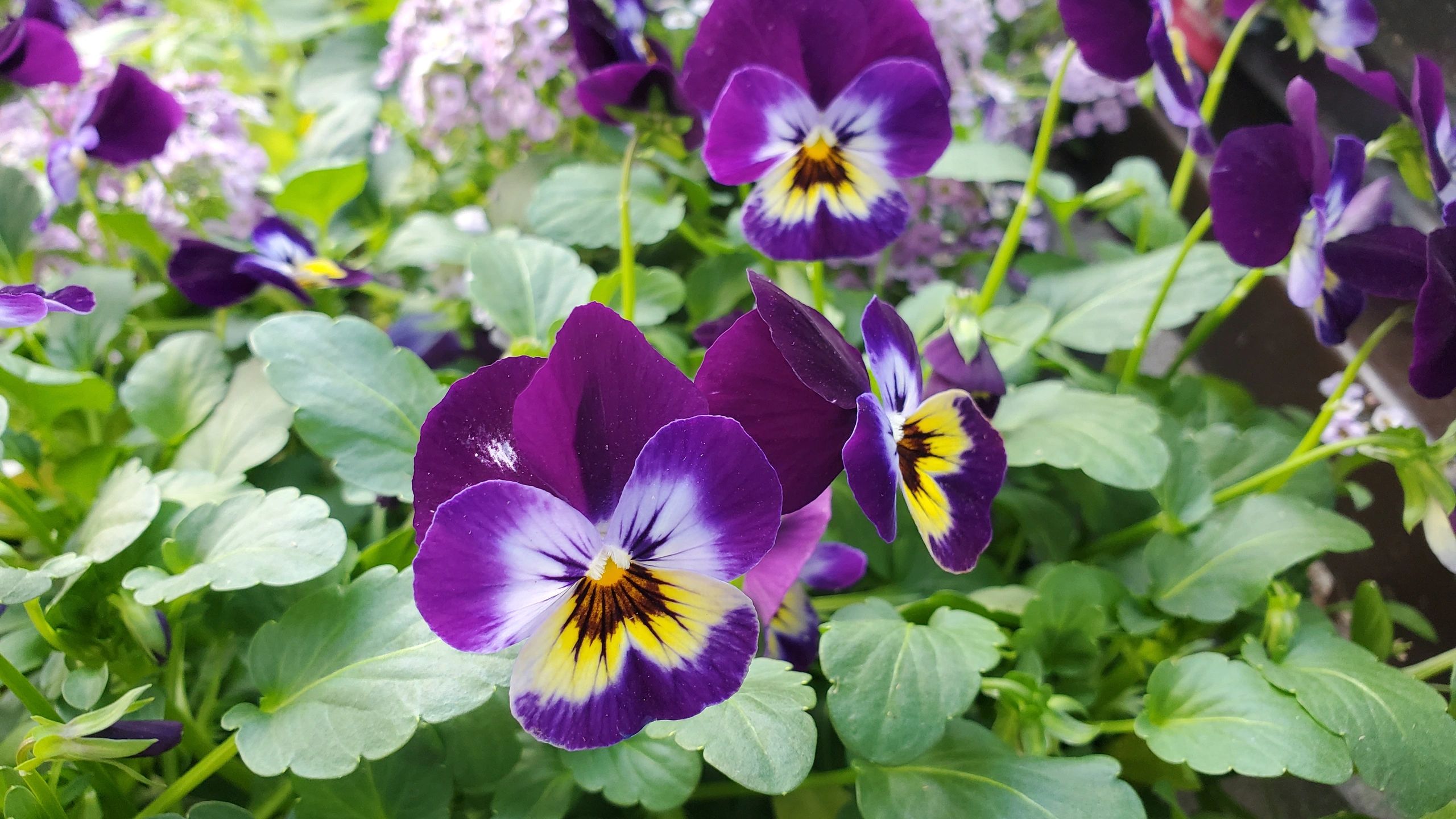 Purple and violet flowers in bloom