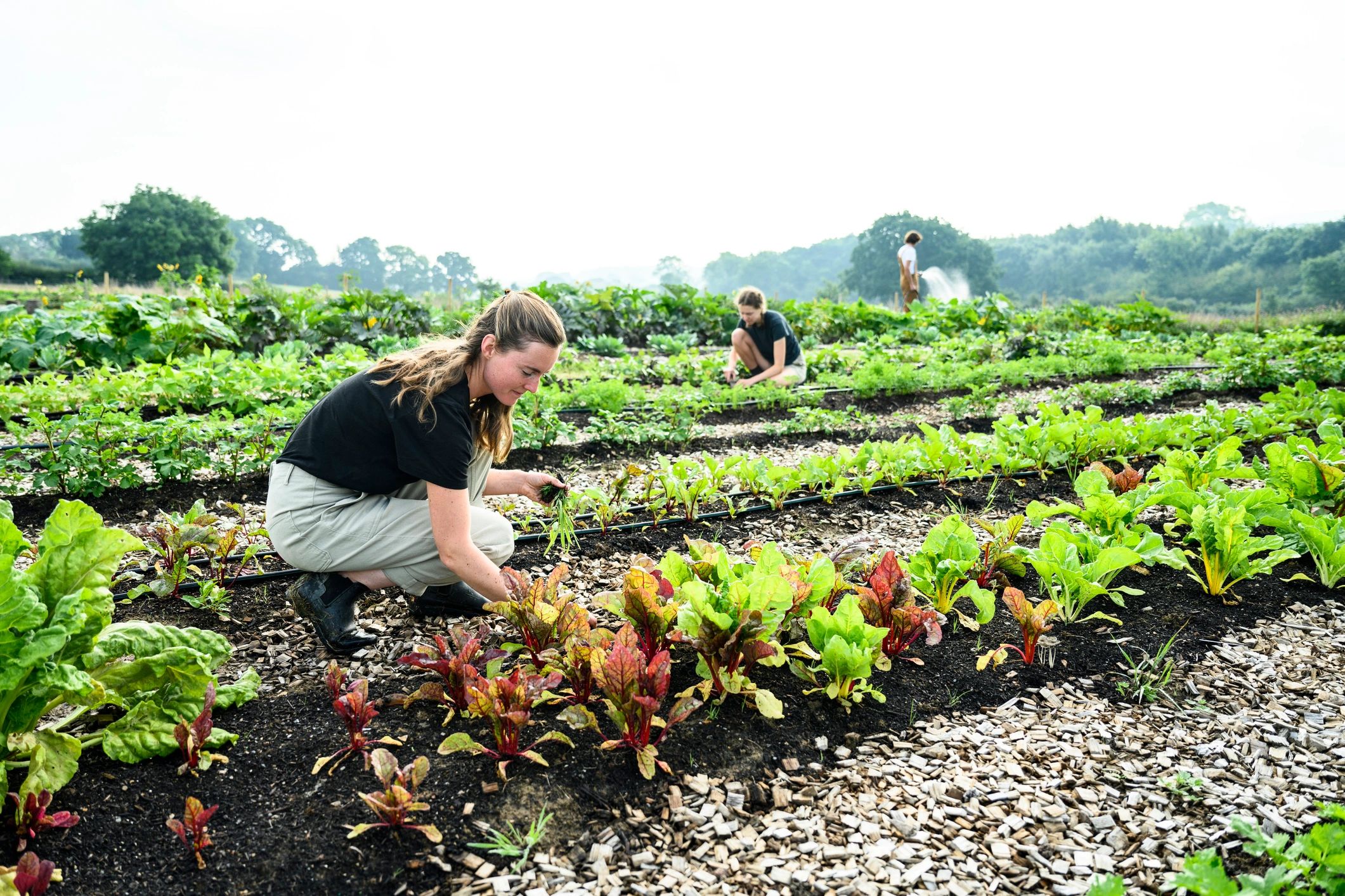 Gardeners working together in a community garden