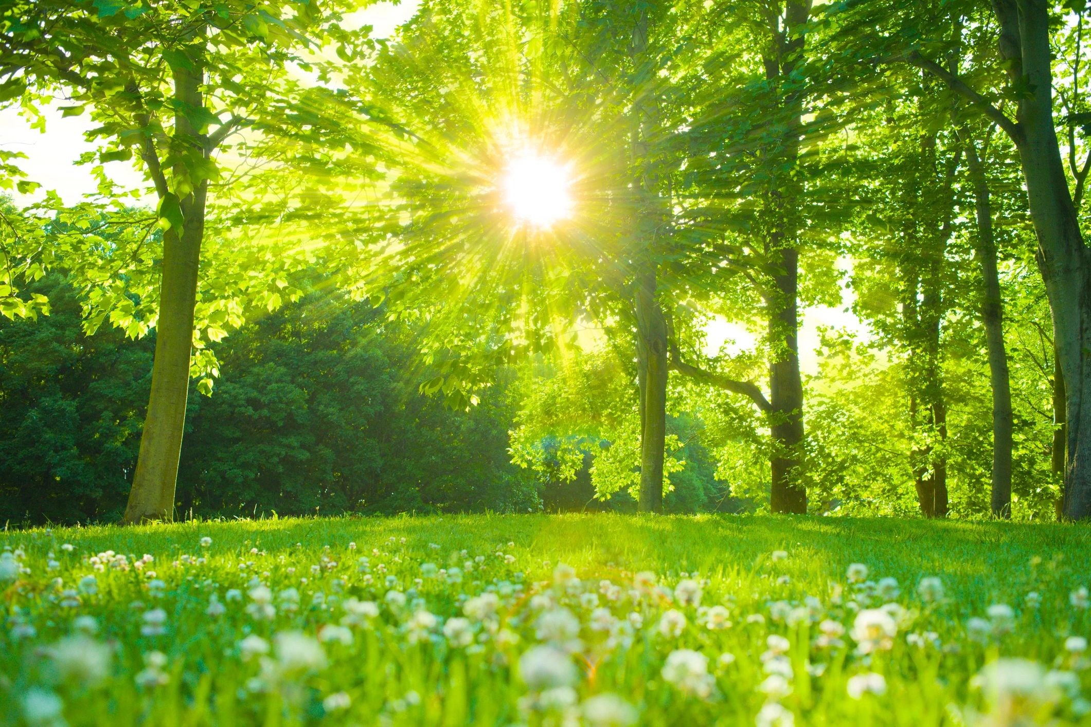 Blooming flowers in a sunlit garden