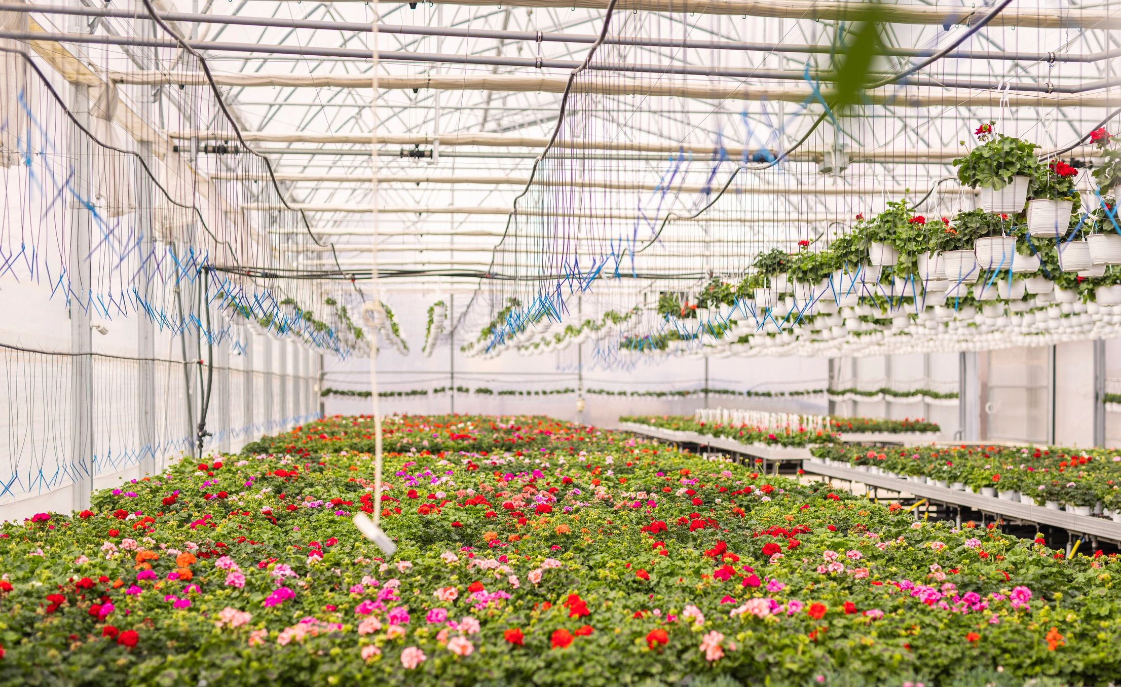 Blooming flowers representing garden club inspiration